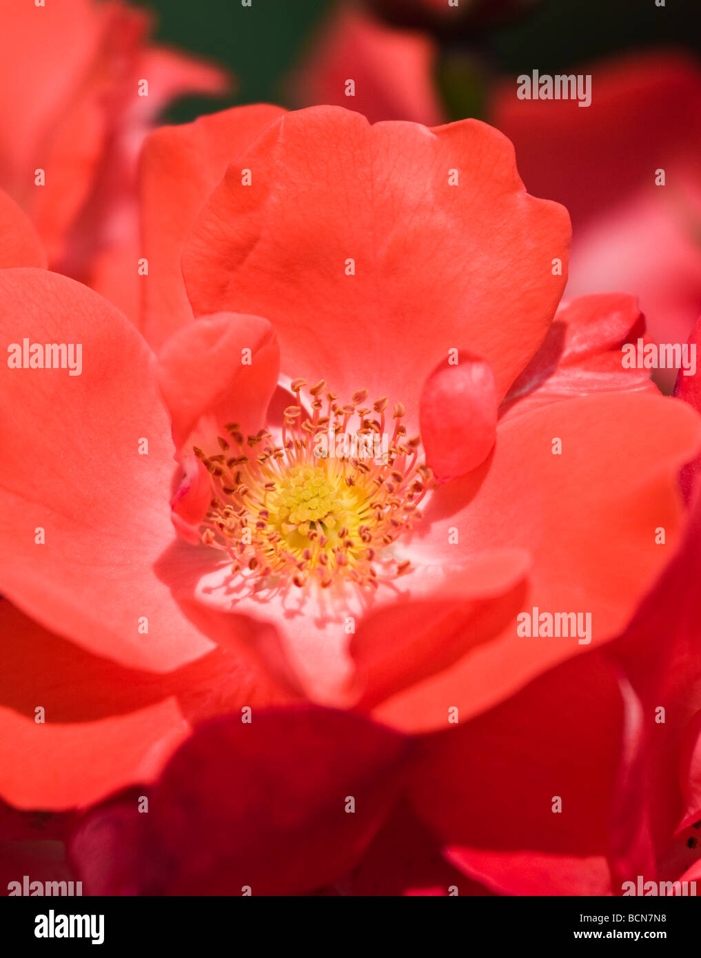 Tappeto rosso rosa in estate Foto Stock