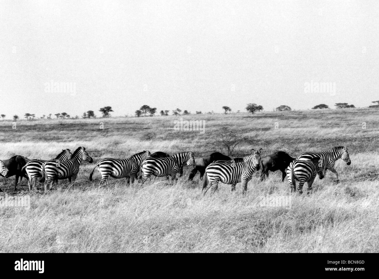Zebra zebra crossing Foto Stock