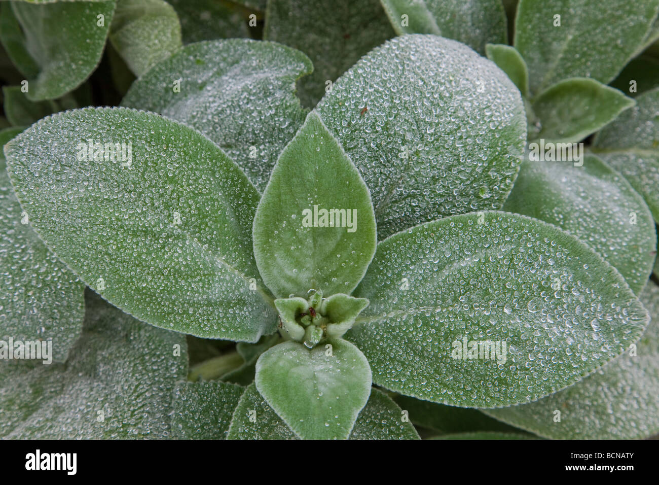 Agnello le orecchie (Stachys byzantina) con gocce di rugiada Foto Stock