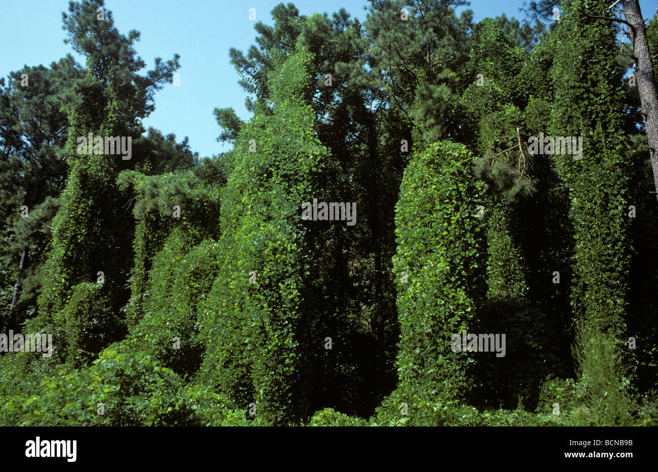 Kudzu Pueraria lobata montana introdotto in gli Stati Uniti come un stabilizzatore di suolo e ora una peste Foto Stock