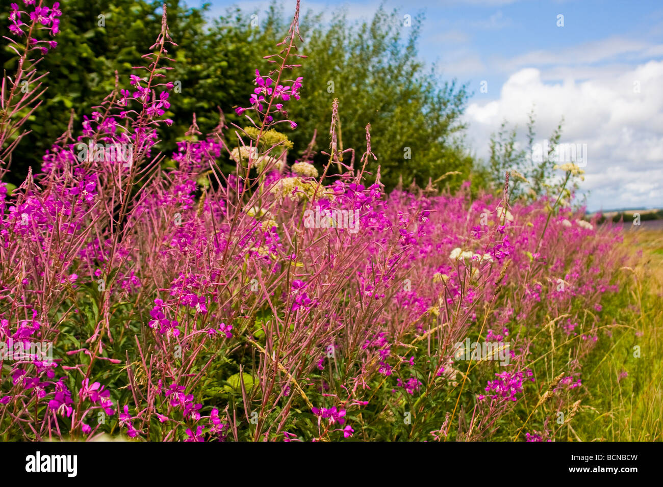 Rosebay Willow Herb (Fireweed) in Hampshire Foto Stock