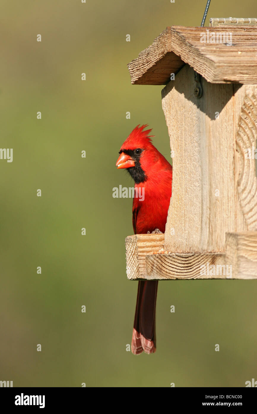 Maschio cardinale Nord a Bird Feeder Foto Stock