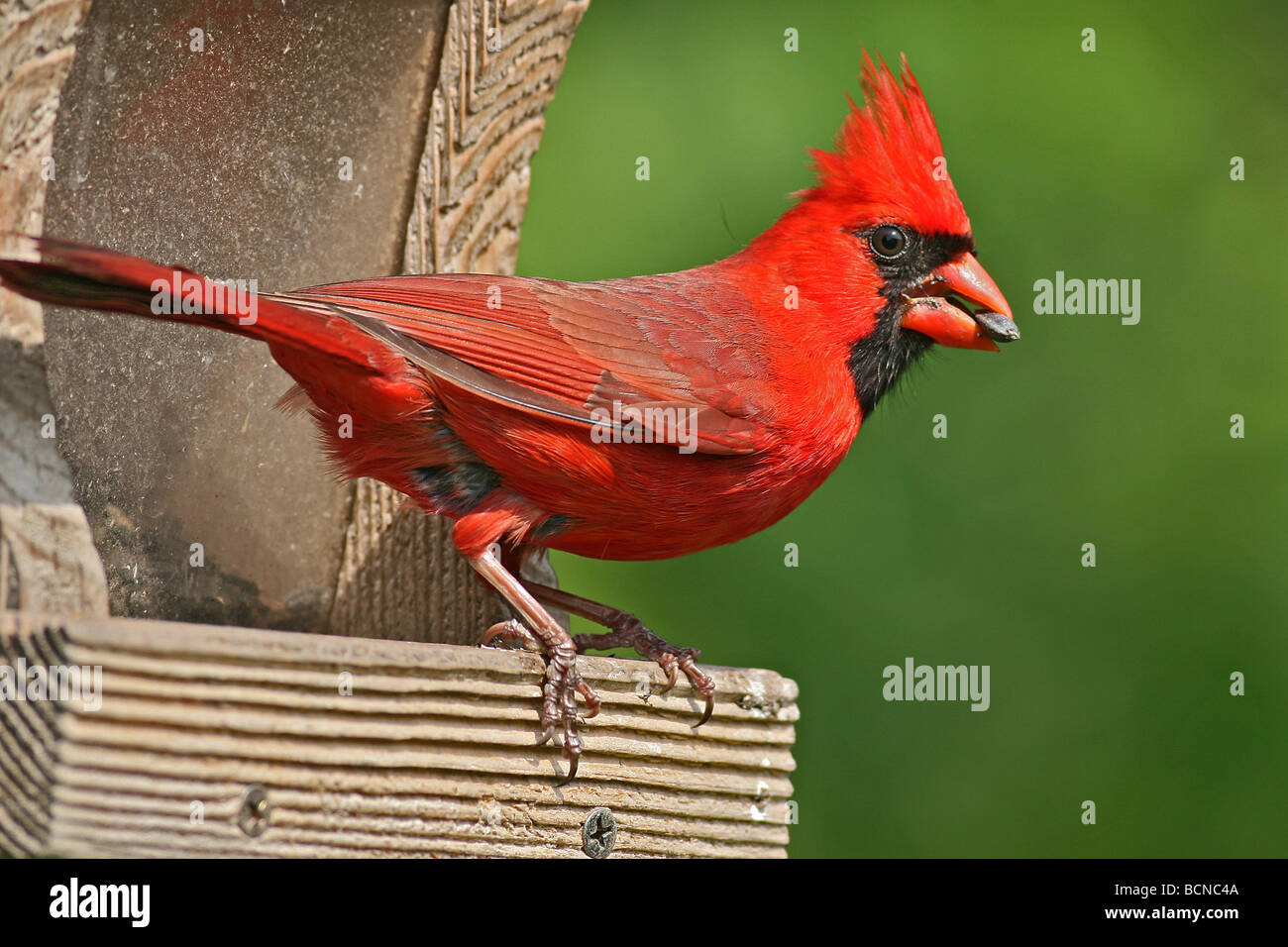 Maschio cardinale Nord a bird feeder mangiare seme Foto Stock