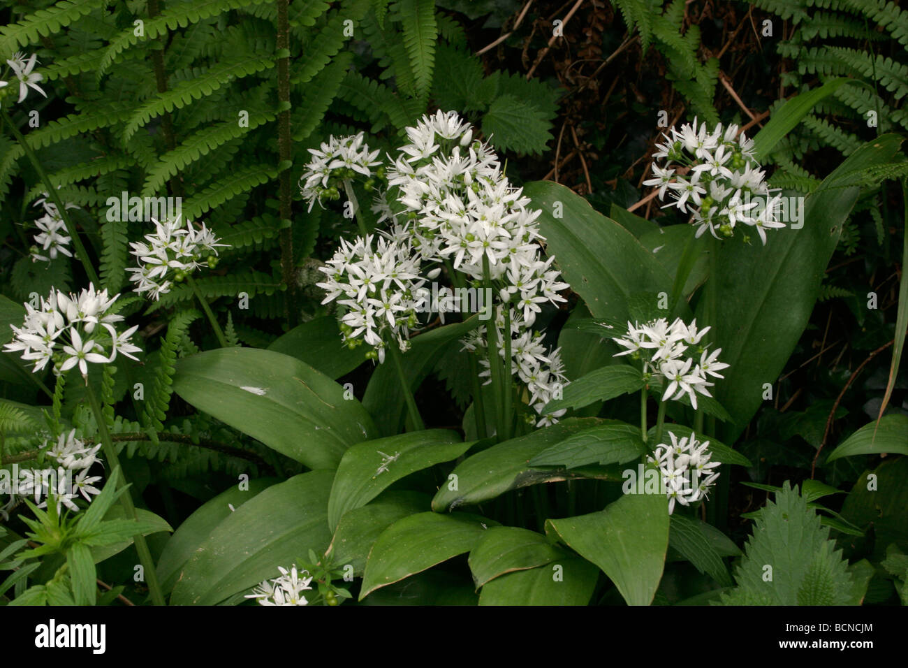 Ramsons Allium ursinum Liliacee REGNO UNITO Foto Stock