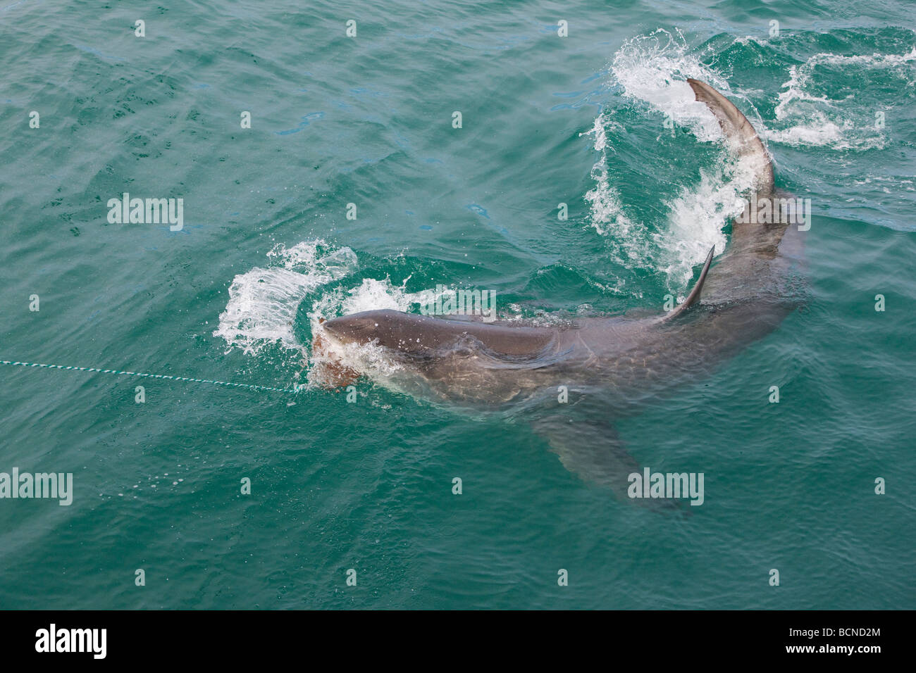 Shark chumming vicino a Gansbaai in Western Cape Foto Stock