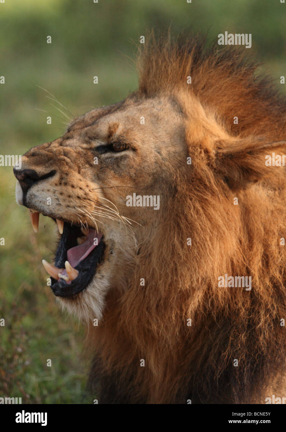 Leone maschio (panthera leo), Africa. Foto Stock