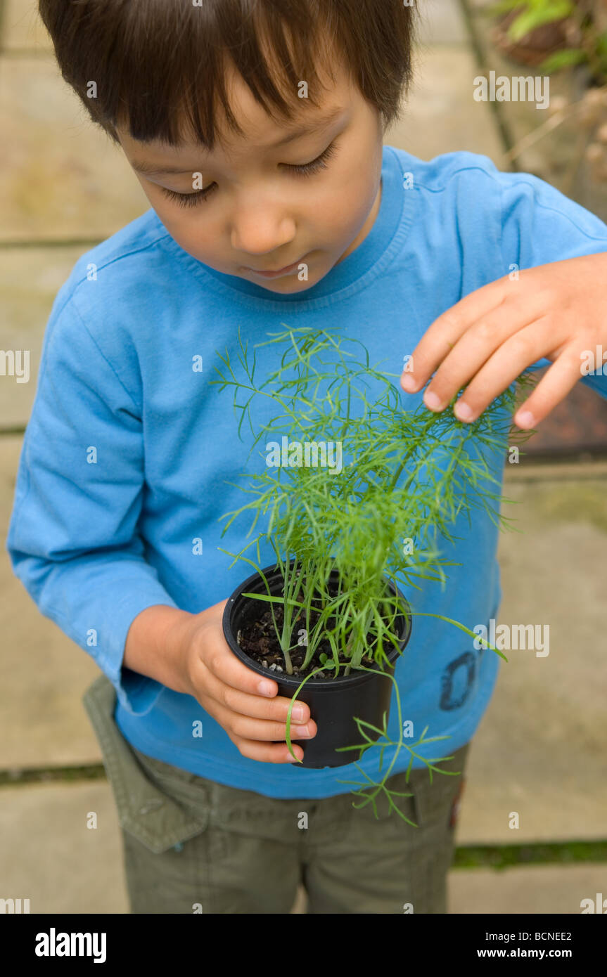 Un bambino di sei anni ragazzo foratura giovani piantine di finocchio nel giardino, England, Regno Unito Foto Stock