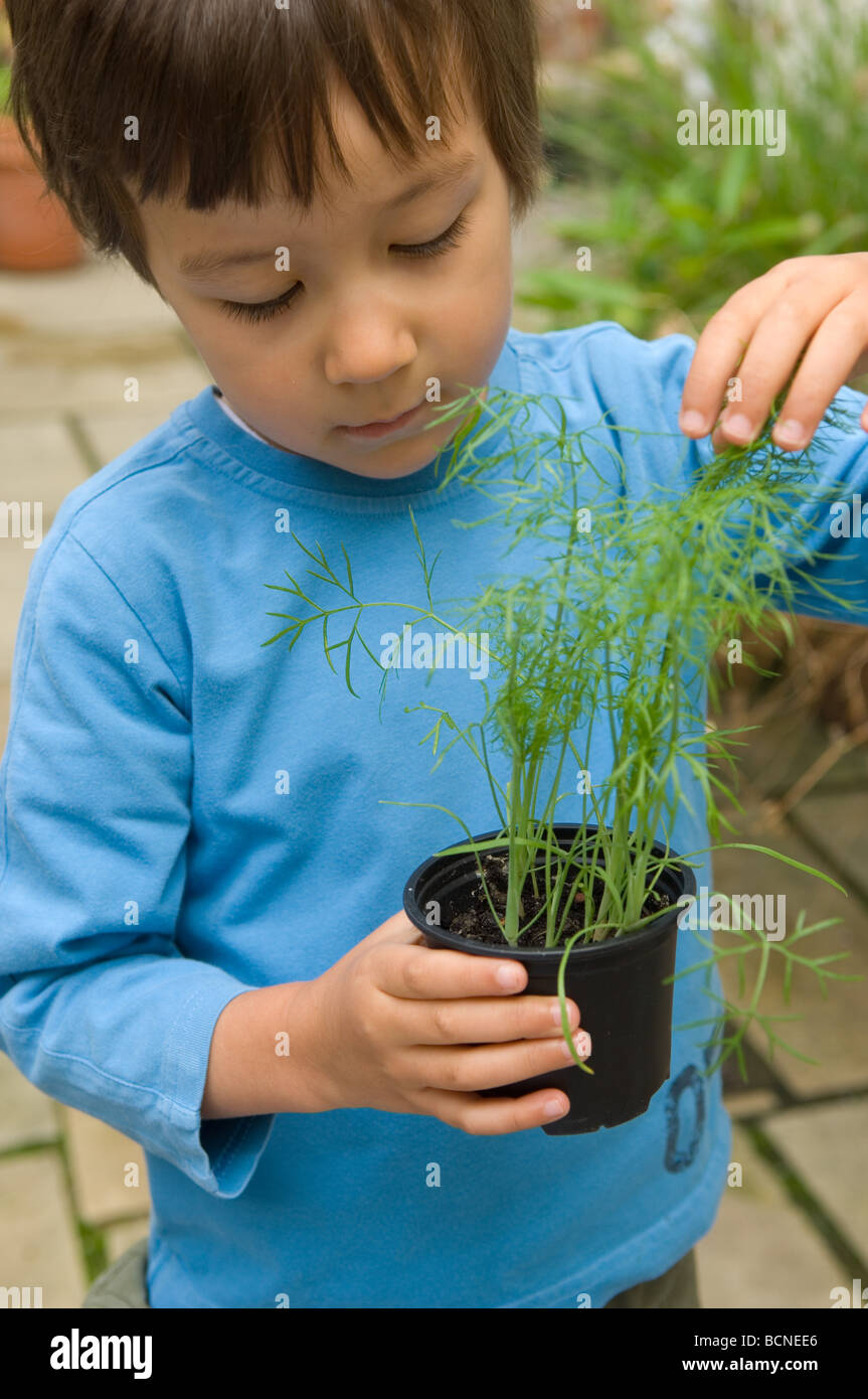 Un bambino di sei anni ragazzo foratura giovani piantine di finocchio nel giardino, England, Regno Unito Foto Stock
