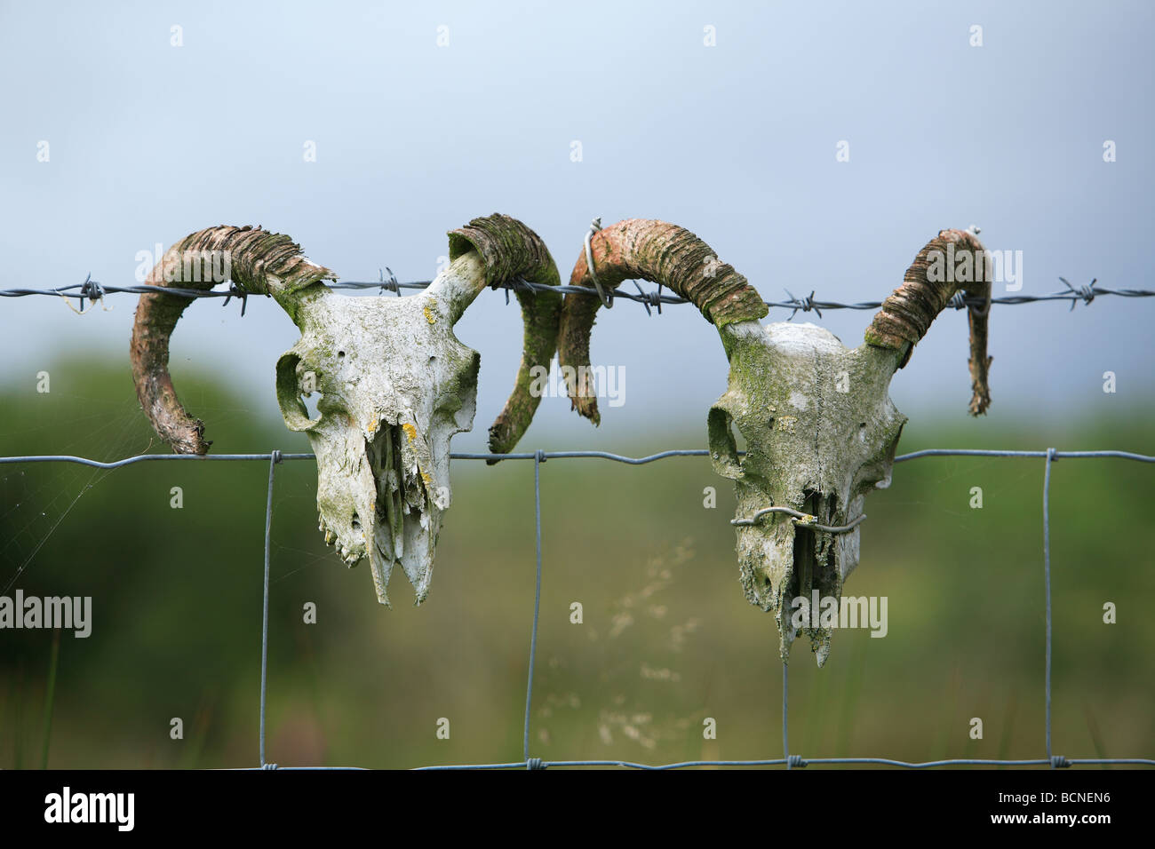 Pecore teschi sul recinto di filo Foto Stock