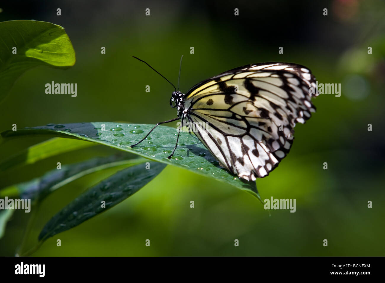 La carta di riso butterfly, chiamato anche la carta aquilone butterfly, legno ninfa, o albero nymph (Idea leuconoe) è in bianco e nero Foto Stock