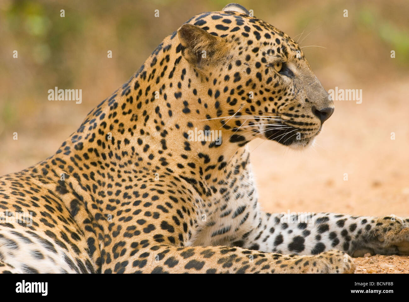 Leopardo dello Sri Lanka (Pantera pardus kotiya), Yala National Park Foto Stock