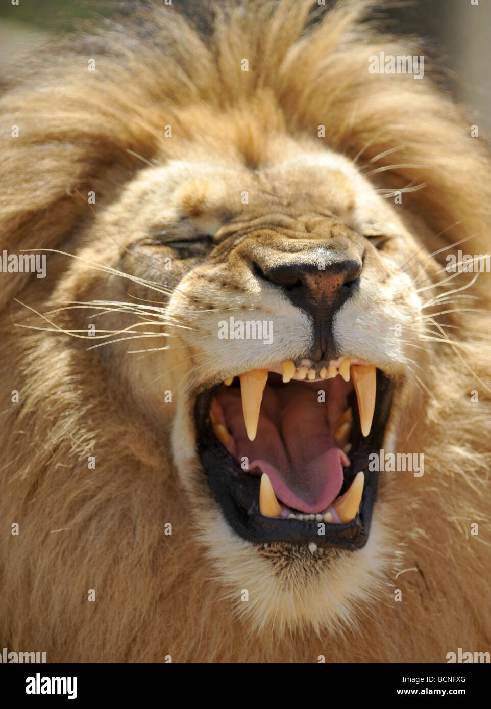 Close up full frame di esotico maschio adulto African Lion ululano mostrando grandi denti canini / Foto Stock