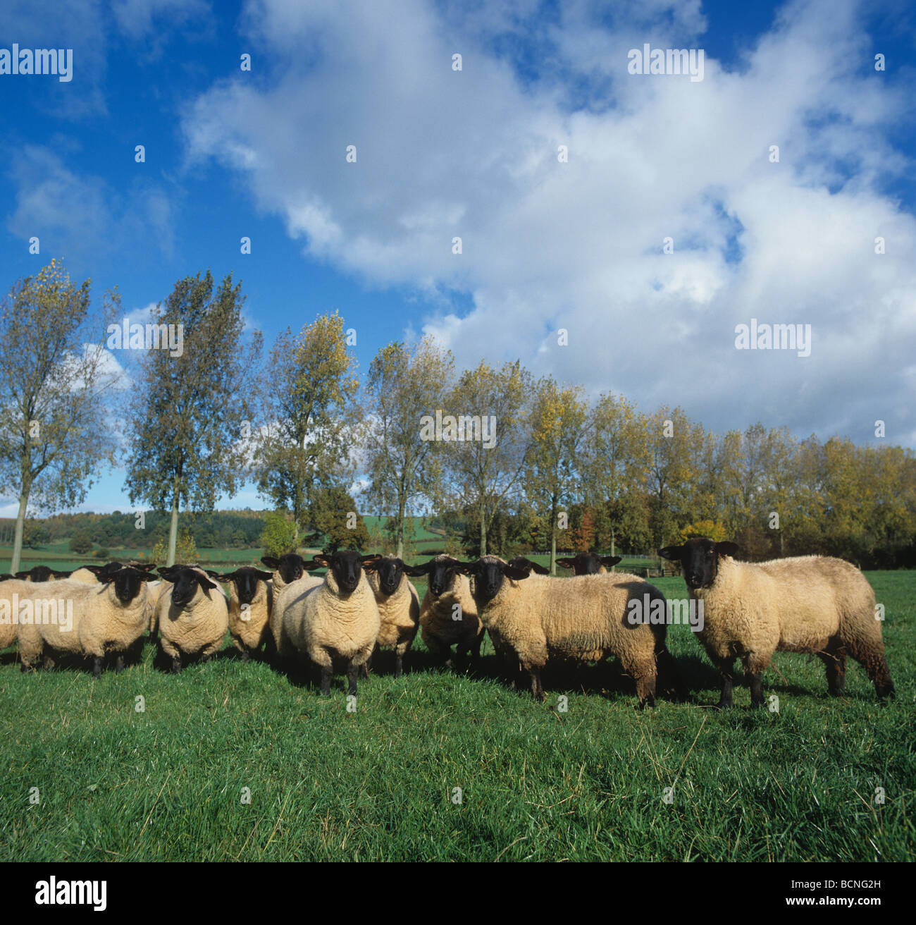 Suffolk agnelle sul pascolo in autunno con il frangivento di alberi dietro a Hereford Foto Stock