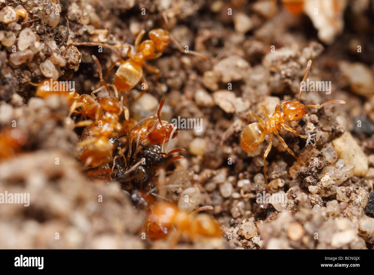 Lasius flavus, giallo Prato formiche, preparare il nido d'ingresso per sciamare. Lavoratori e alates può essere visto. Foto Stock