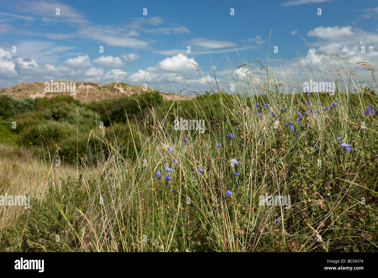 Duna di sabbia scena Foto Stock