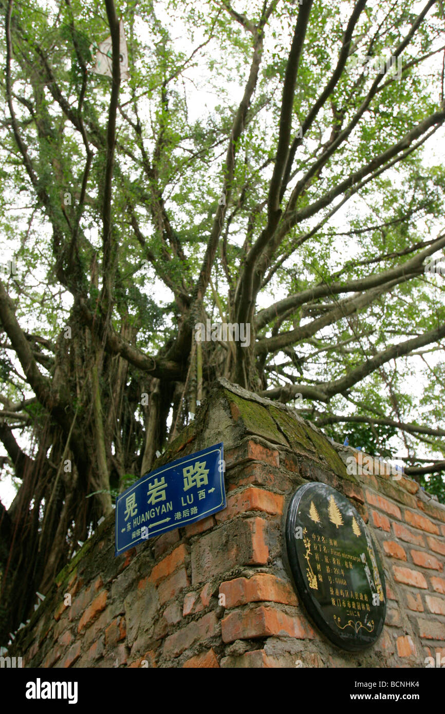 Angolo del giardino Shuzhuang parete sulla strada Huangyan, Isola di Gulangyu, Xiamen, provincia del Fujian, Cina Foto Stock