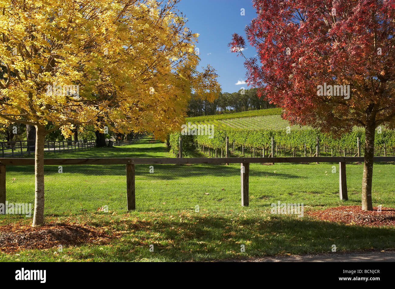 Colore di autunno Centennial vigneti Bowral nelle Highlands Meridionali del Nuovo Galles del Sud Australia Foto Stock