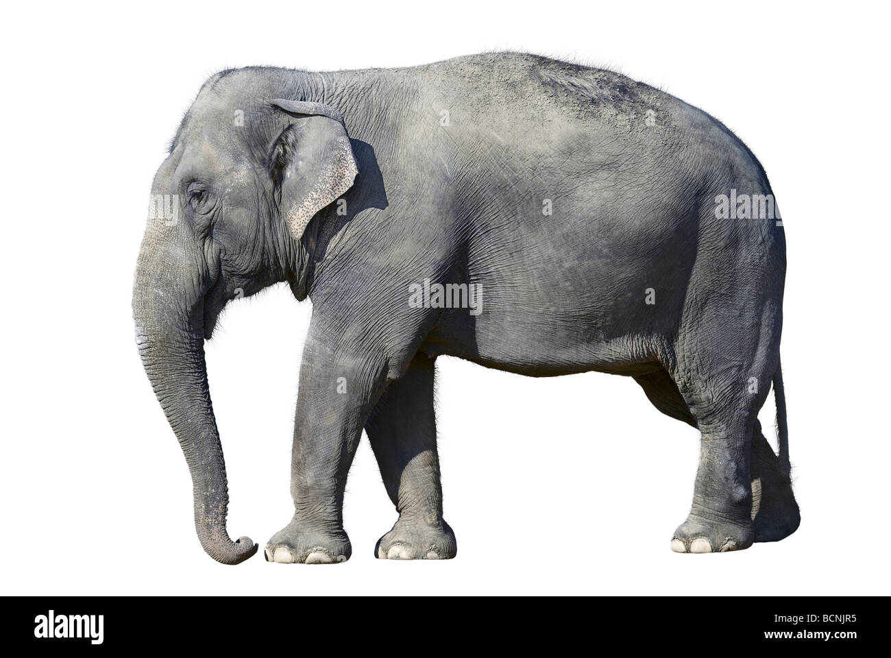 Elefante africano allo zoo isolati su sfondo bianco Foto Stock