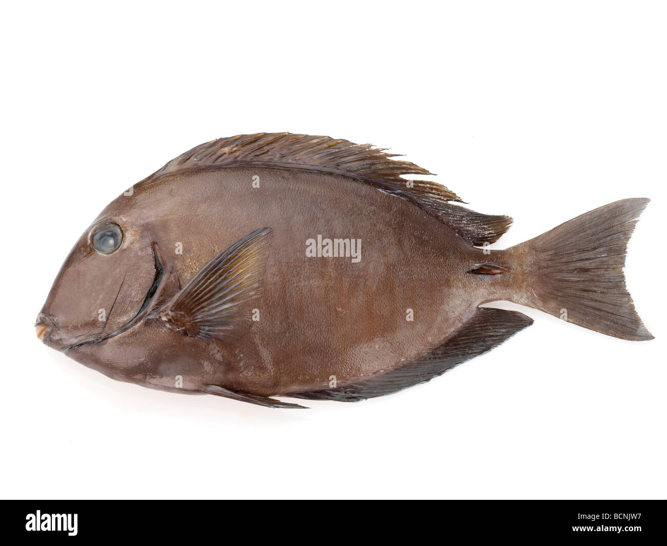 Pesci del medico Foto Stock