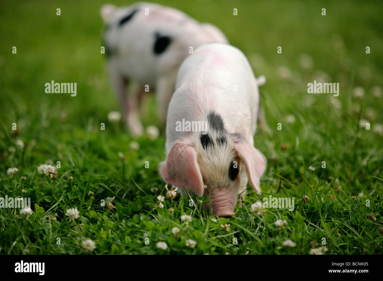 I suinetti in un prato nel Warwickshire, Regno Unito Foto Stock