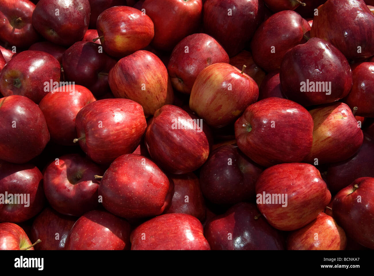 Le mele in Union Square Park a New York per la consegna ai programmi che servono la fame le famiglie a Nelson Mandela evento della durata di un giorno Foto Stock