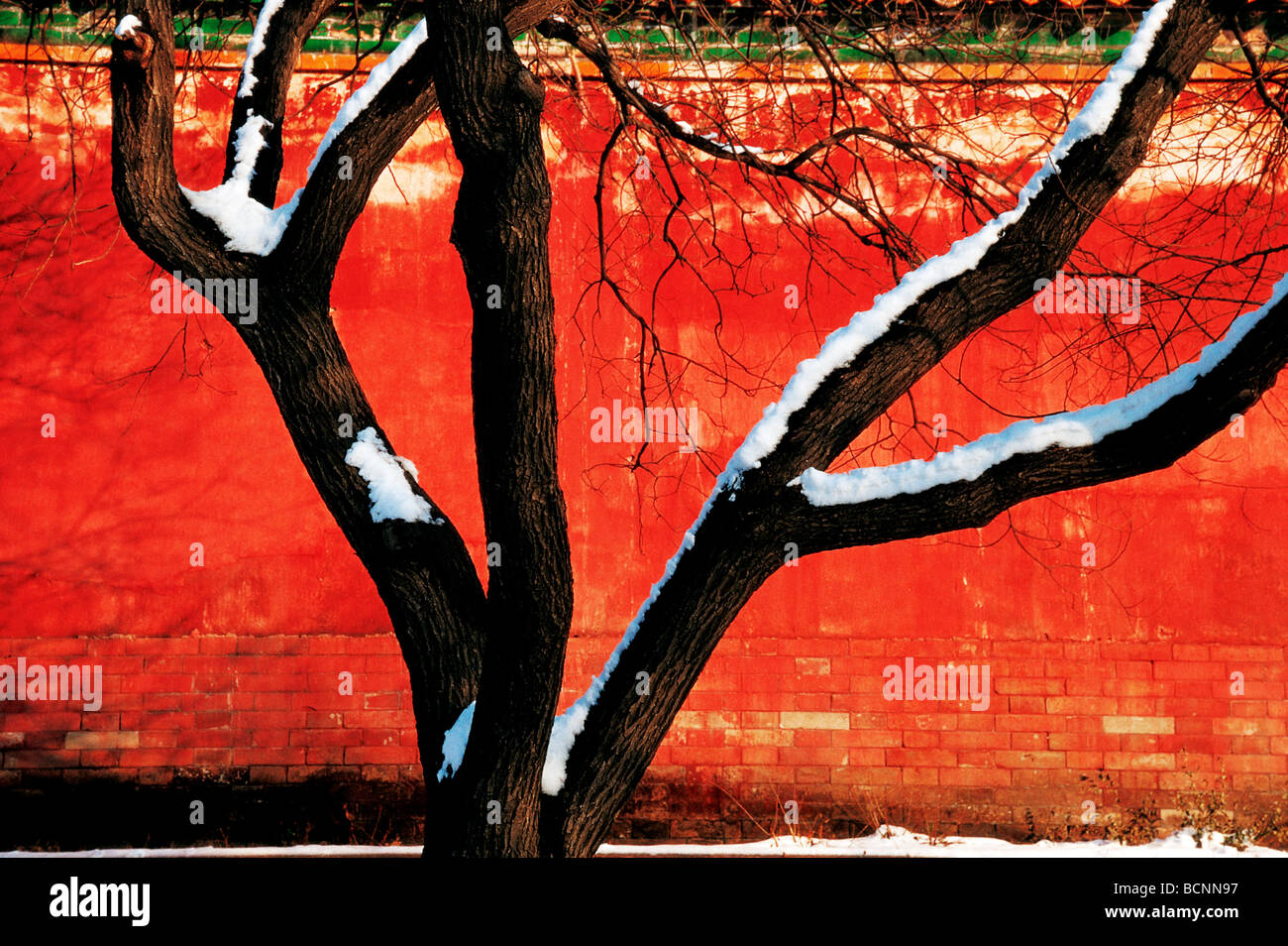 Vecchio studioso cinese cresciuto ad albero dietro il padiglione di glorificare la rettitudine, la Città Proibita di Pechino, Cina Foto Stock