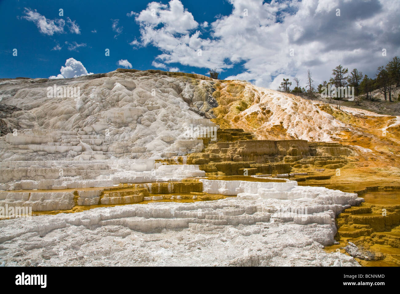I depositi di calcare a terrazze di travertino di Mammoth Hot Springs nel Parco Nazionale di Yellowstone in Wyoming Foto Stock