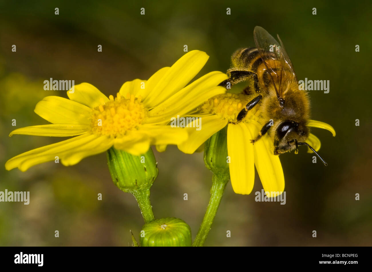 Chiudere fino a un ape su un fiore Foto Stock