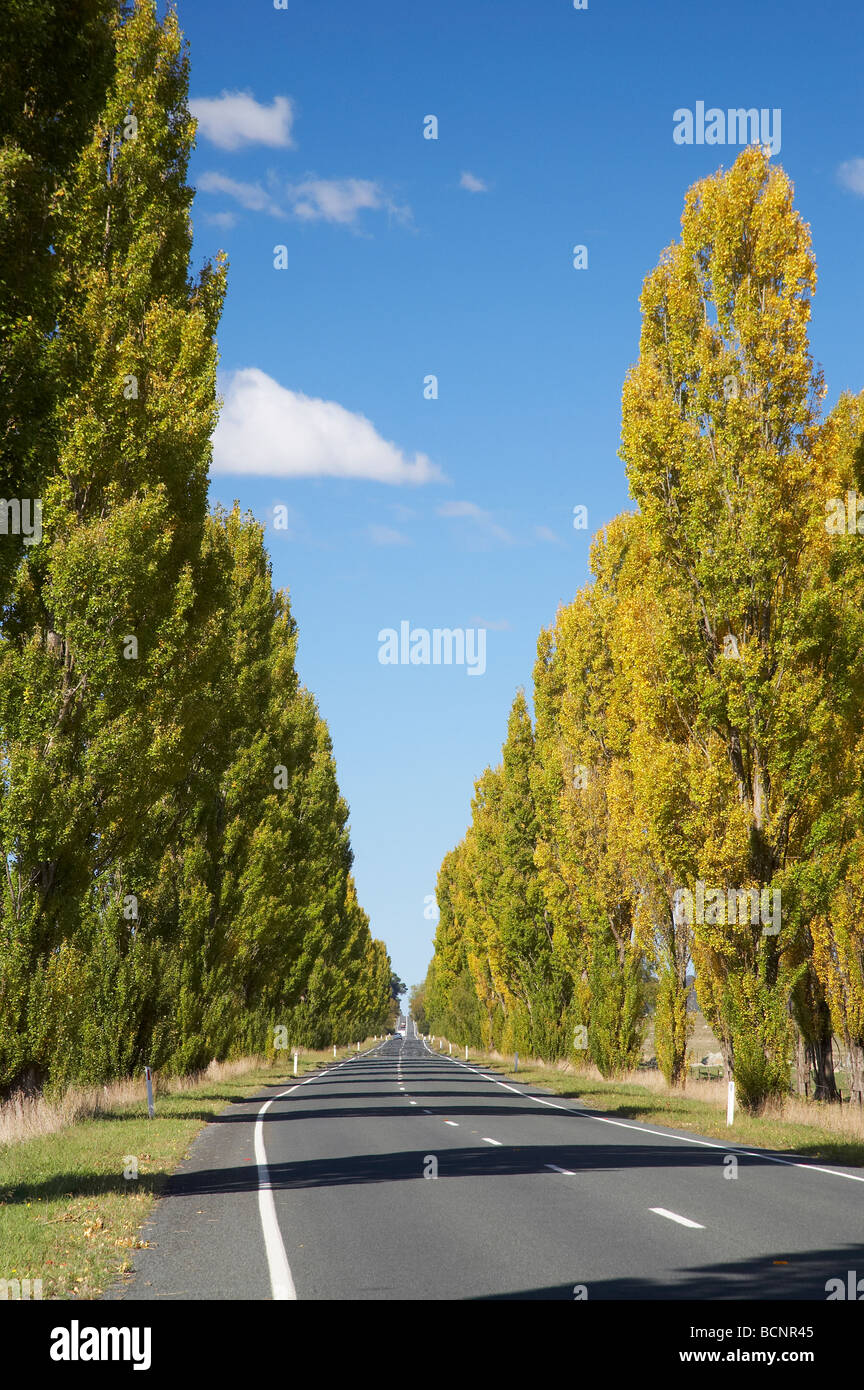 Alberi di pioppo da Kings Highway vicino a Sesto Fiorentino Sud del New South Wales AUSTRALIA Foto Stock