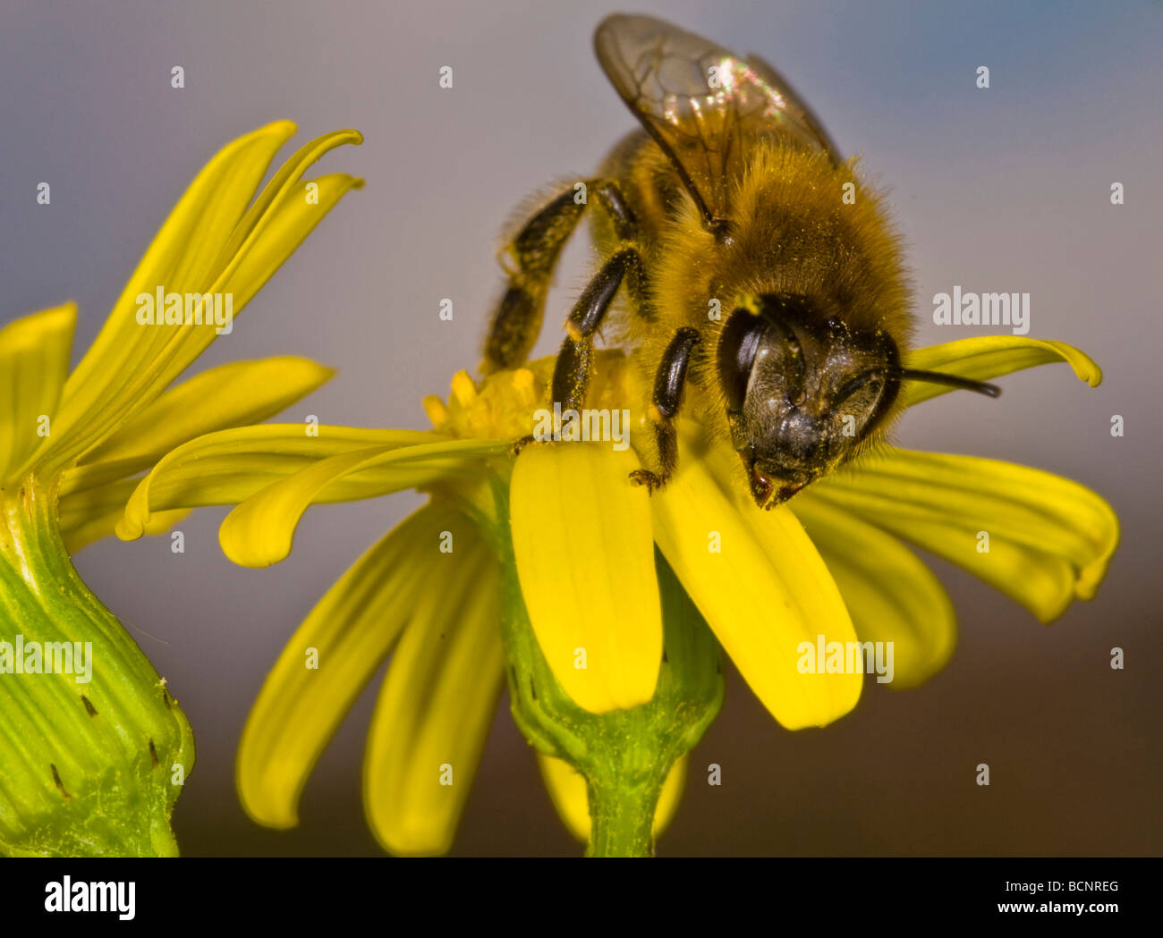 Chiudere fino a un ape su un fiore Foto Stock