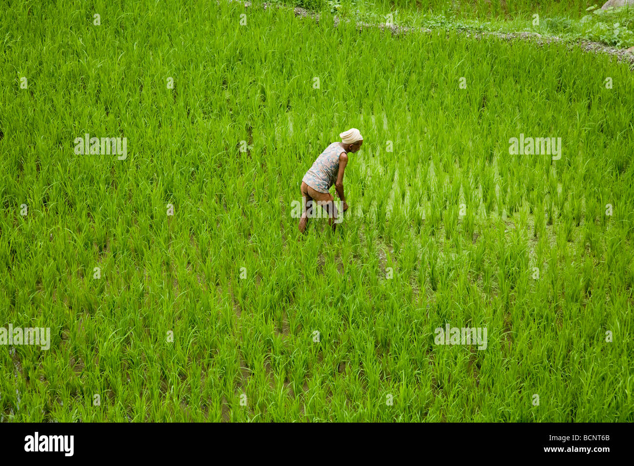 Coltivatore di riso in un riso campo paddi tra Dalhousie e Chamba. Himachal Pradesh. India. Foto Stock