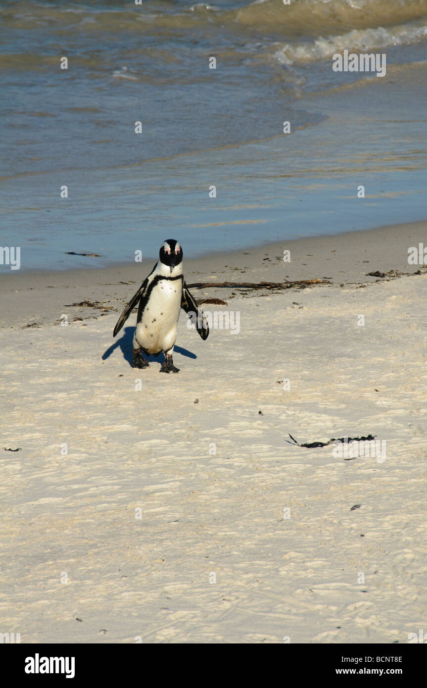 I pinguini Jackass (Spheniscus demersus) a Boulders Beach vicino a Città del Capo in Sud Africa Foto Stock