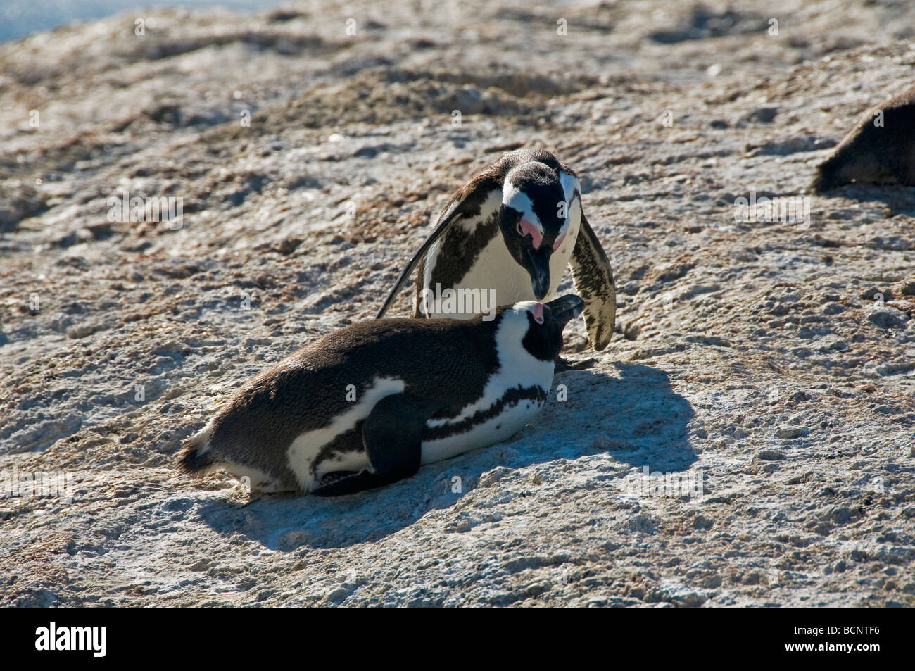 I pinguini Jackass (Spheniscus demersus) a Boulders Beach vicino a Città del Capo in Sud Africa Foto Stock