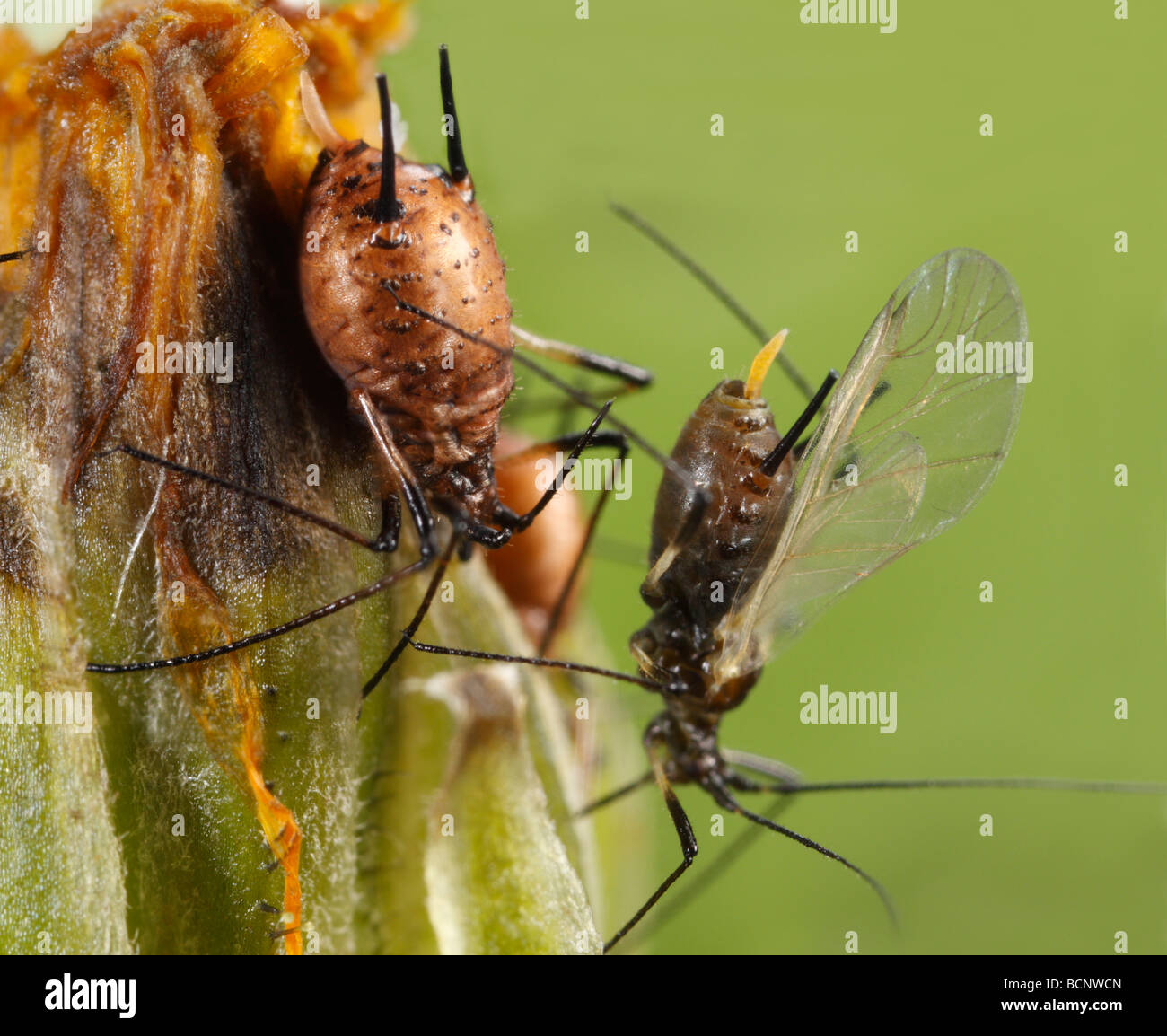 Questi sono gli afidi del genere Uroleucon, probabilmente Uroleucon cfr murale. Quello sulla sinistra apparentemente porti vespe parassita Foto Stock