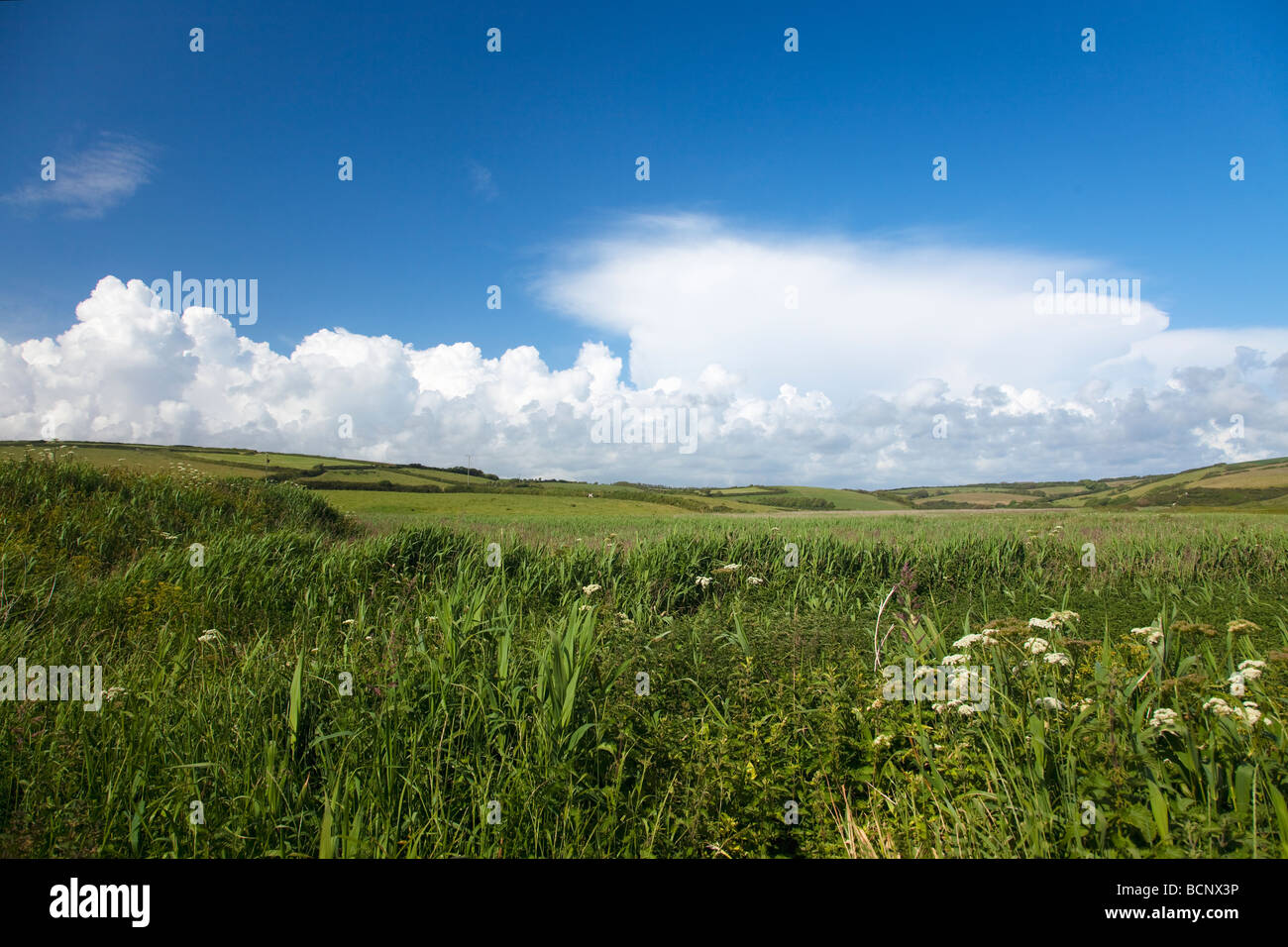 Fiori Selvatici in reedbed Gunwalloe su estati soleggiate giorno cielo blu sunshine penisola di Lizard Cornwall Inghilterra UK GB Regno Unito Foto Stock