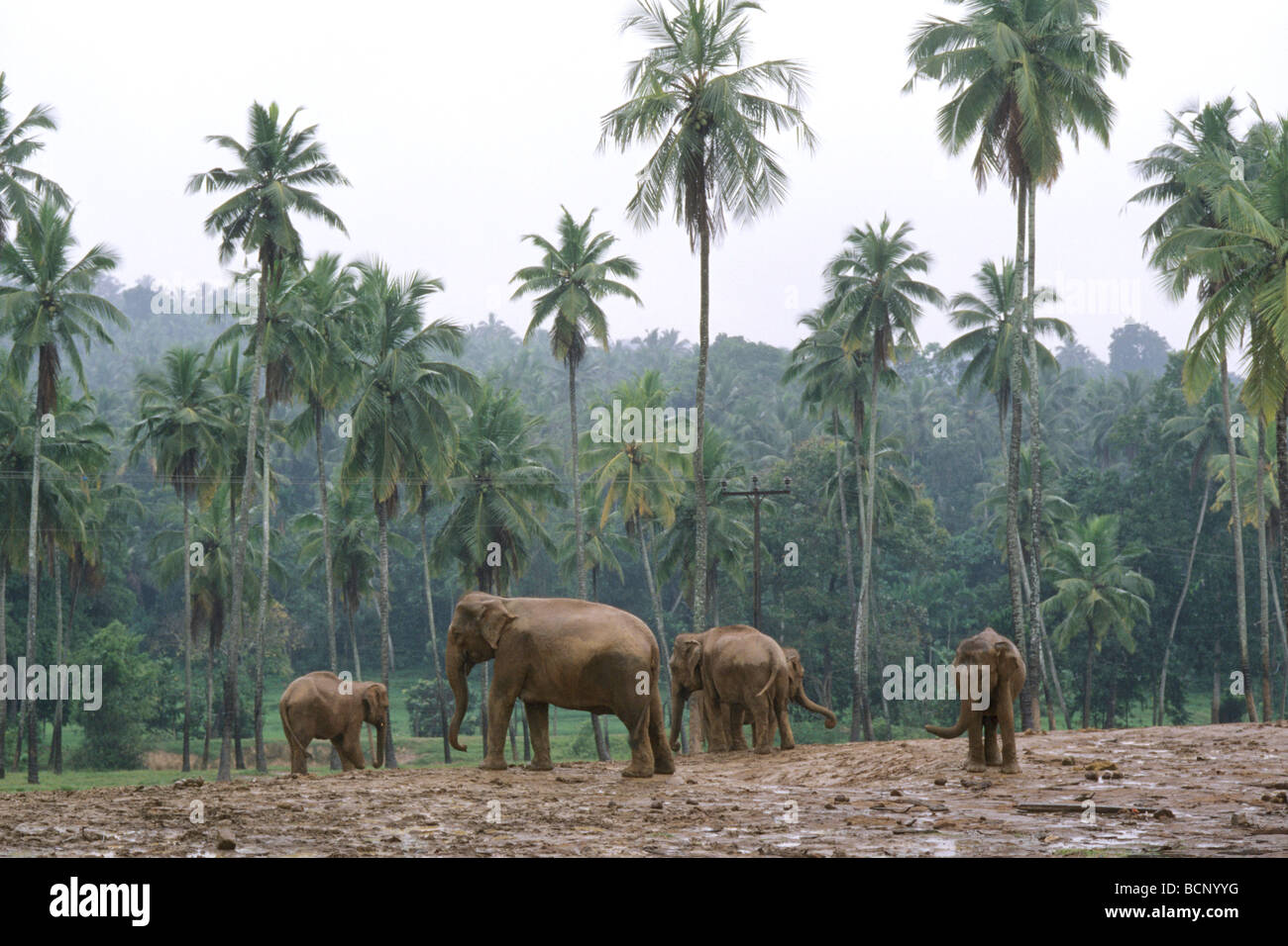 elefante Foto Stock