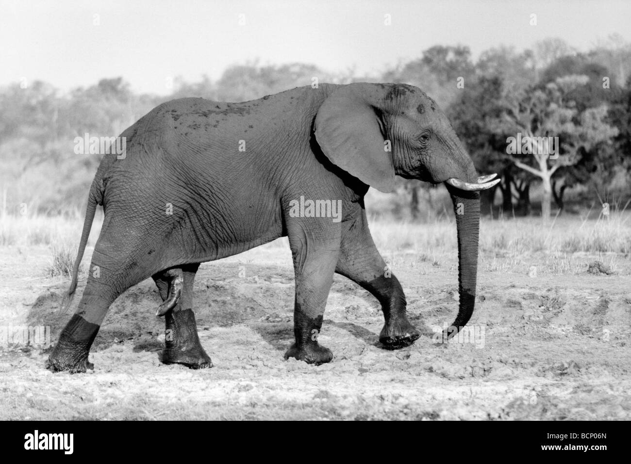 elefante Foto Stock
