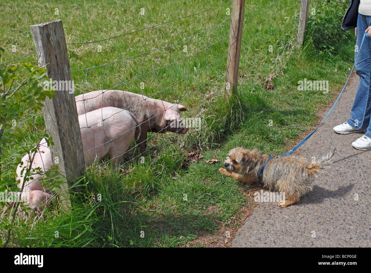 Border terrier cane con suini Foto Stock