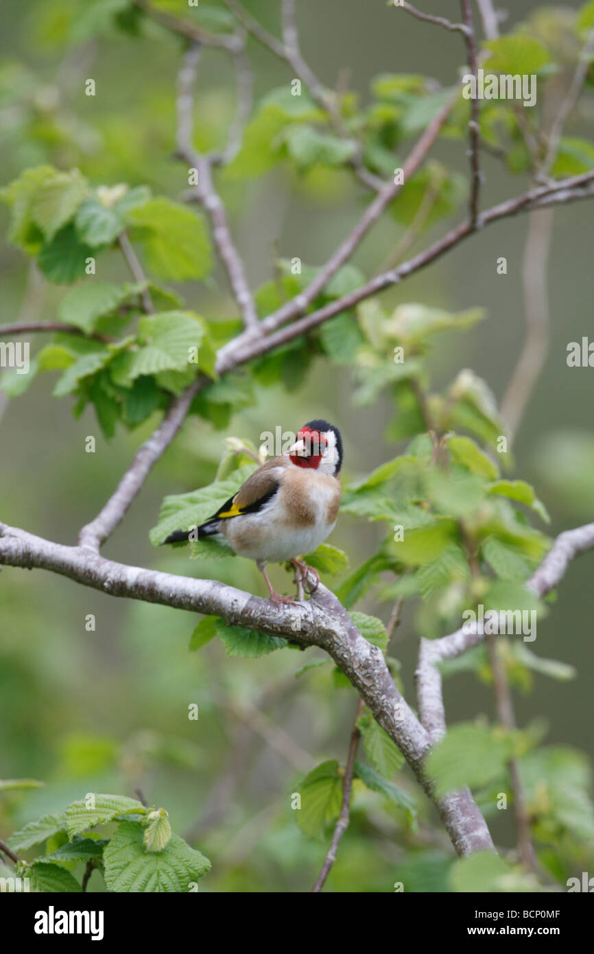 Cardellino Carduelis carduelis appollaia nel nocciolo Foto Stock