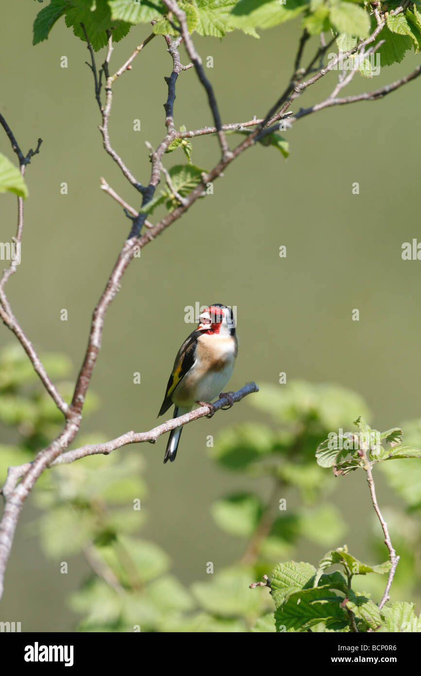 Cardellino Carduelis carduelis appollaiate sul ramo chiamando Foto Stock