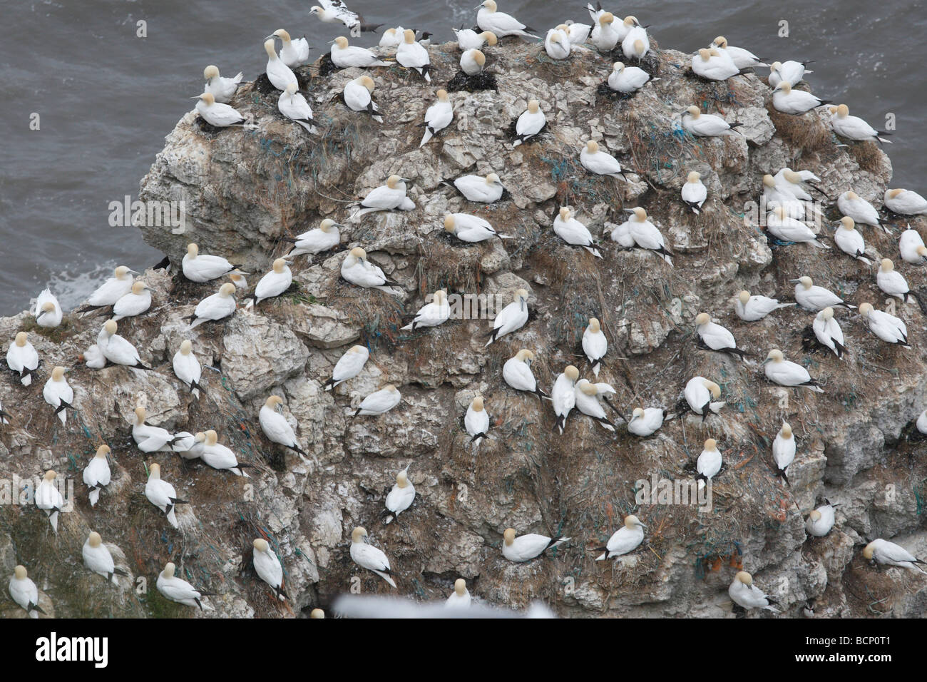 Gannett colonia in Bempton Cliffs Foto Stock