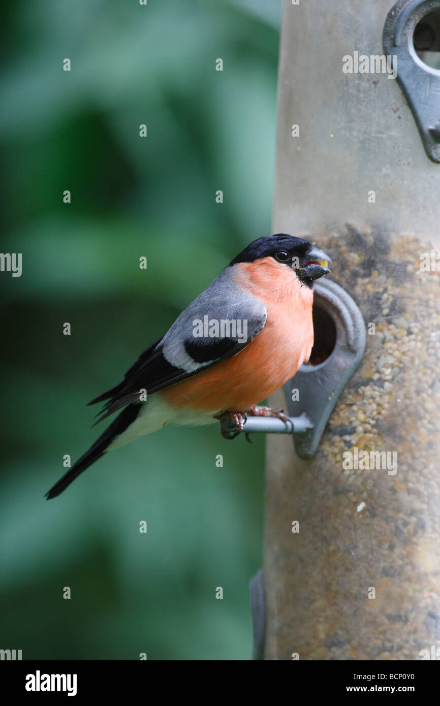 Bullfinch Pyrrhula pyrrhula maschio a alimentatore di sementi Foto Stock