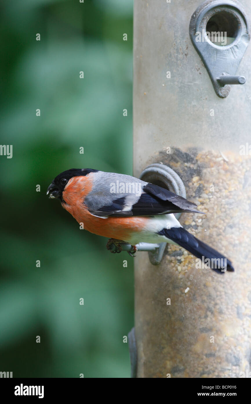 Bullfinch Pyrrhula pyrrhula maschio su alimentatore di sementi Foto Stock