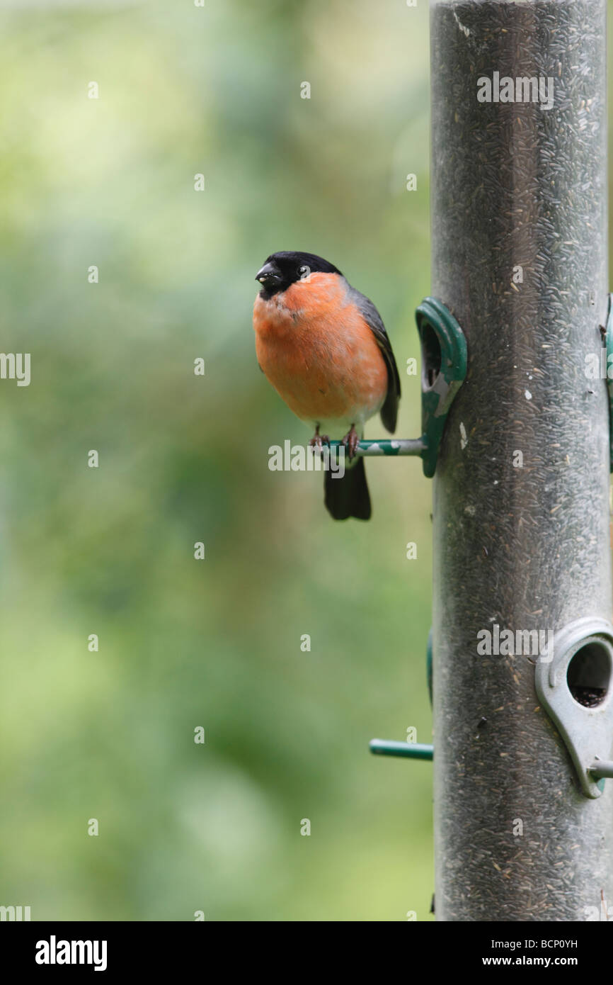 Bullfinch Pyrrhula pyrrhula maschio su alimentatore di sementi Foto Stock