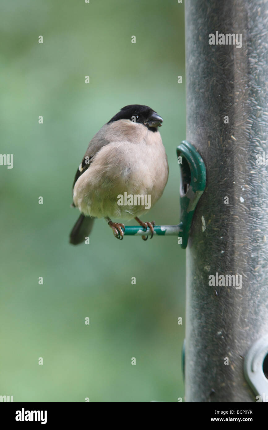 Bullfinch Pyrrhula pyrrhula femmina su alimentatore di sementi Foto Stock