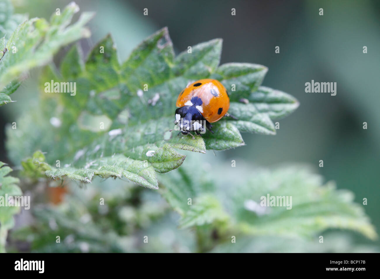 Coccinella 7 punctata aphids immagini e fotografie stock ad alta  risoluzione - Alamy