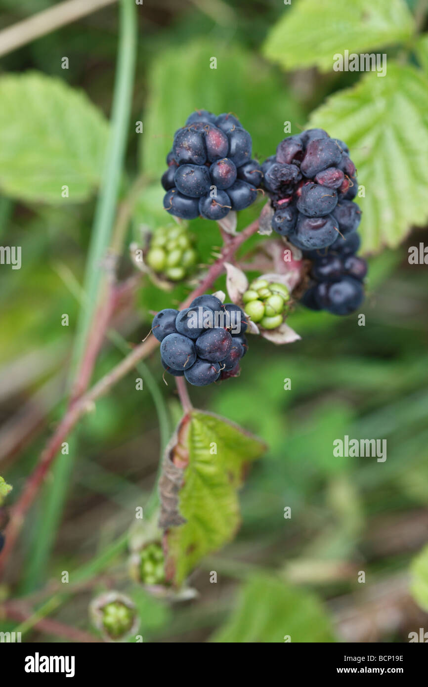 Dewberry Rubus caesius close up di bacche mature Foto Stock