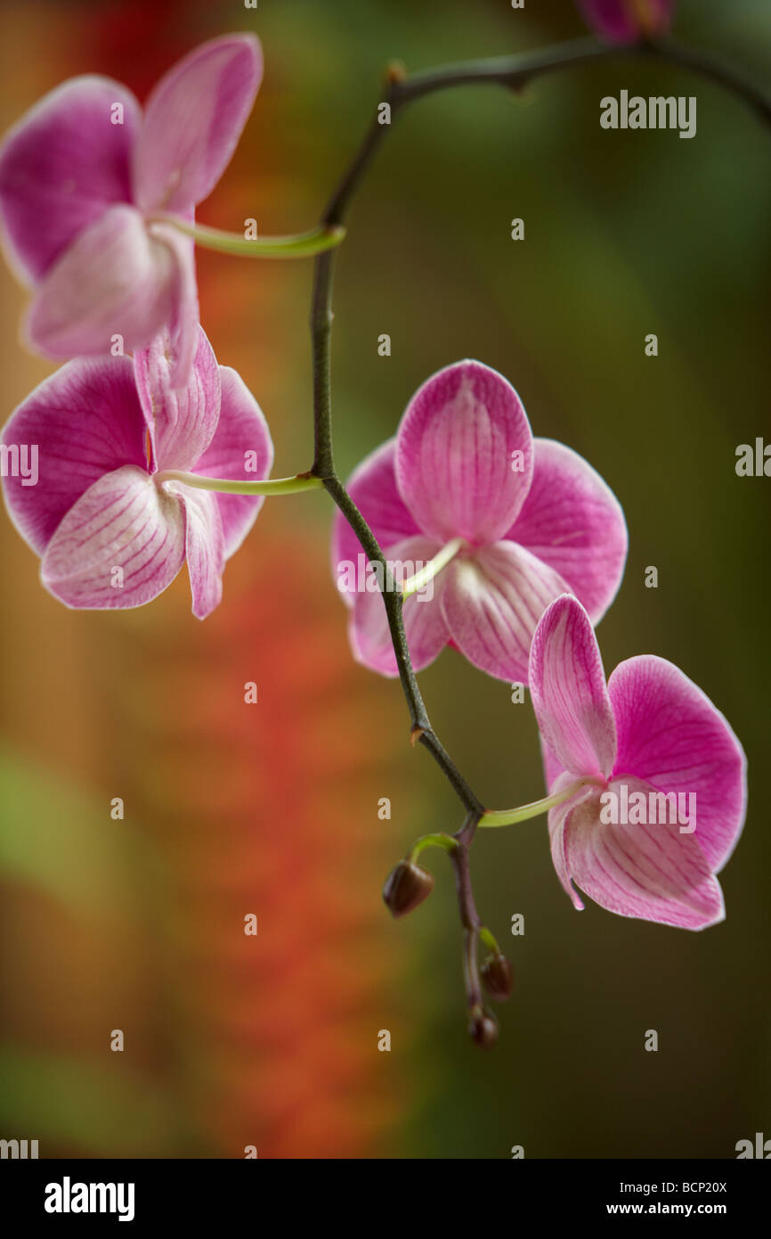 Phalaenopsis orchid wild pink immagini e fotografie stock ad alta  risoluzione - Alamy