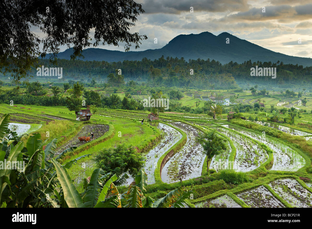 Bue guidato aratro in campi di riso terrazzati nr Tirtagangga all'alba con il picco vulcanico di Gunung Lempuyang, Bali, Indonesia Foto Stock