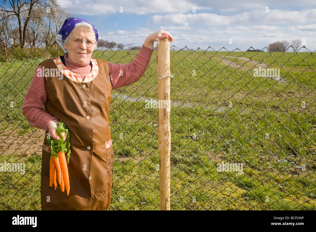 Frau in ihren Siebzigern mit Kopftuch und Schütze steht lächelnd Mit einem Bündel Mohrrüben vor einem Feld Foto Stock
